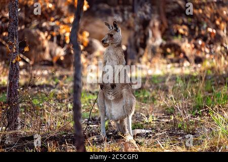 Un kangourou australien debout sur ses pattes arrière, qui regarde autour d'un terrain de brousse Banque D'Images