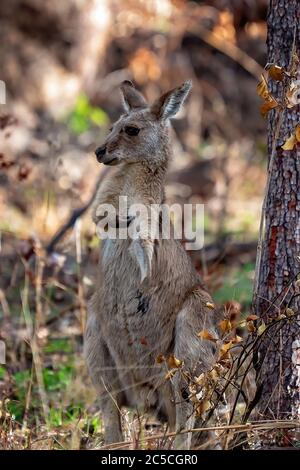 Un kangourou australien debout sur ses pattes arrière, qui regarde autour de lui et qui se raye dans un environnement de brousse Banque D'Images