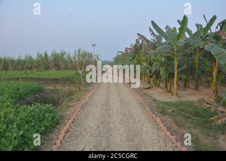 Une route en brique dans un village indien traversant des champs cultivés, sélective Banque D'Images