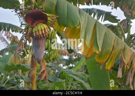 Plantain vert indien, bananes et fleurs, Musa paradisiacal accroché à l'arbre avec de grandes feuilles, focalisation sélective Banque D'Images