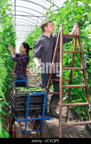 Couple de fermiers réussi s'est engagé dans la culture de légumes biologiques dans la maison de hothouse, la cueillette de haricots verts Banque D'Images