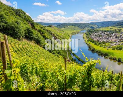 PŸnderich, Rhénanie-Palatinat, Allemagne - Marienburg au-dessus des vignobles sur la Moselle. PŸnderich, Rheinland-Pfalz, Allemagne - Marienburg ueber Weinber Banque D'Images