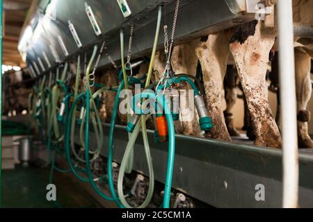 Vaches avec machine à traire au système de salon rotatif de ferme laitière Banque D'Images