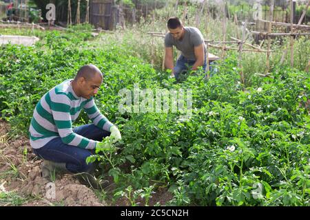 Jeune homme pakistanais jardinier pendant le travail avec des pommes de terre buissons dans le jardin extérieur Banque D'Images