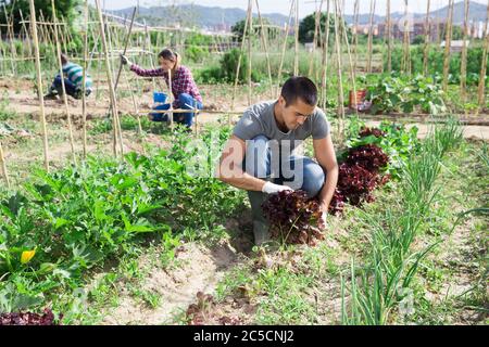 Portrait d'un jeune jardinier travaillant dans son jardin potager le jour du printemps Banque D'Images