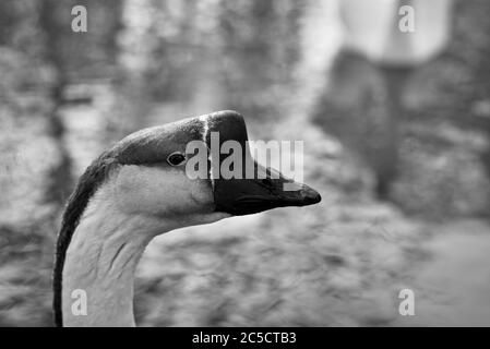 Un cliché de tête ou un portrait d'animal détaillé d'une oie chinoise brune ayant un bouton basal typique sur le dessus du bec avec un fond d'eau de lac Banque D'Images