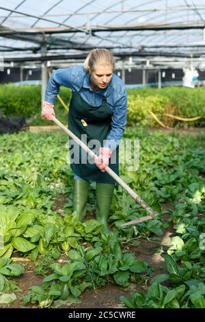 Femme expérimentée agriculteur jardinage en serre ensoleillée Banque D'Images