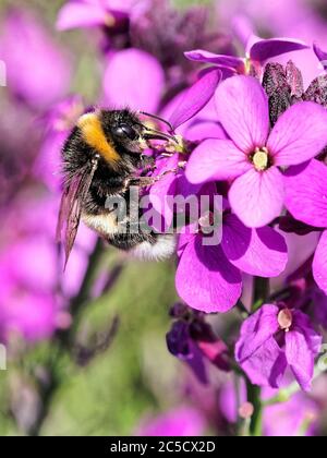 Une abeille à queue de chamboulement (Bombus terrestris) qui rassemble le nectar d'une plante de jardin. Banque D'Images