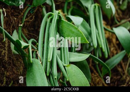 Plante de vanille - haricots verts Banque D'Images