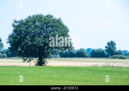 Un arbre isolé au cœur du Royaume-Uni. Banque D'Images