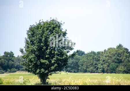 Un arbre isolé au cœur du Royaume-Uni. Banque D'Images
