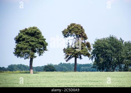 Un arbre isolé au cœur du Royaume-Uni. Banque D'Images