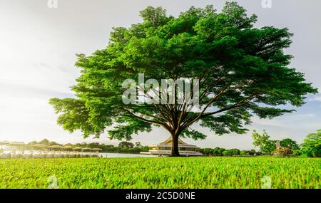 Grand arbre vert avec de belles branches dans le parc. Champ d'herbe verte près du lac et du cycle d'eau. Pelouse dans le jardin en été avec lumière du soleil. Soleil Banque D'Images