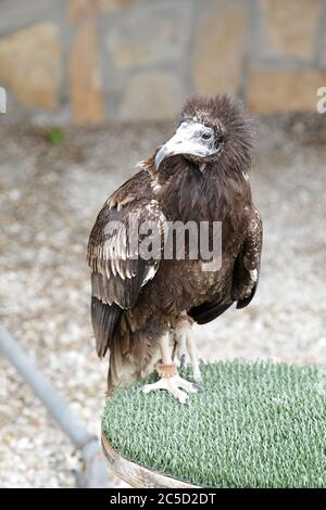 Jeune vautour égyptien (neophron percnopterus) perché sur un perhomme Banque D'Images
