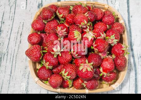 Fraises Polka rouges fraîches et mûres dans un plateau en osier Banque D'Images