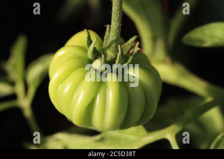 Les tomates vertes Beefsteak sur leurs plantes rapprochent les tomates Marmande. Formation parfaite Banque D'Images