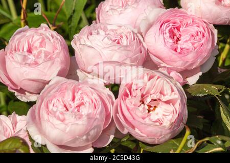 L'arbuste David Austin a fait une rose à Geoff Hamilton en grandissant dans un jardin de roses de cottage anglais Banque D'Images