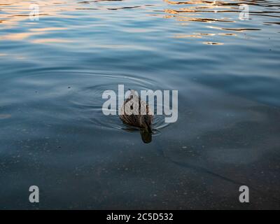 Canard colvert eau potable du lac ou de l'étang. Oiseau de sauvagine dans la rivière. Banque D'Images