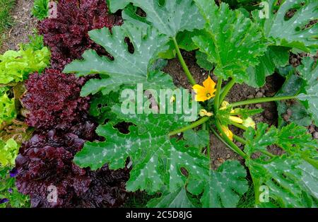 plante de courgette à fleurs qui pousse dans un potager, norfolk, angleterre Banque D'Images