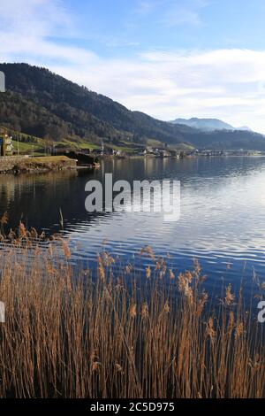 Lac du lac Aegeri (Ägerisee) avec plattes de roseaux et le village de Morgarten, Suisse Banque D'Images