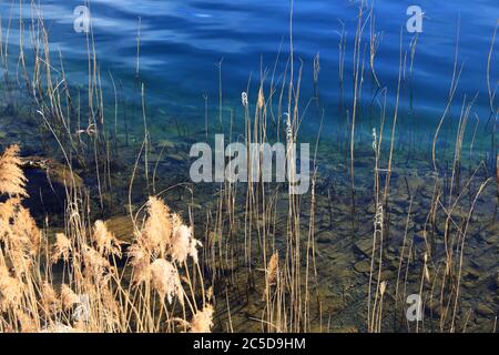 Lac du lac Aegeri (Ägerisee) avec des plattes de roseau et eau douce claire, Suisse Banque D'Images