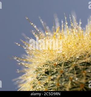 Gros plan sur le cactus de Mammillaria avec goutte d'eau sur fond gris. Banque D'Images