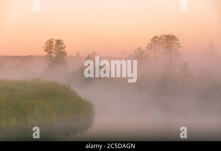 Magnifique été lever de soleil paysage rural. Brouillard matinal sur la rivière. Les arbres brumeux réfléchissement dans l'eau. Rivière Neman, Bélarus Banque D'Images