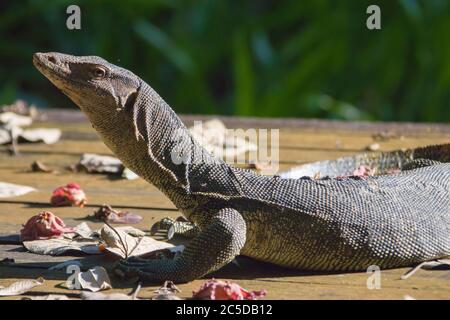 Un moniteur d'eau asiatique (Varanus salvator) fait un bain de soleil dans la réserve de Sungei Buloh Wetland à Singapour. Banque D'Images