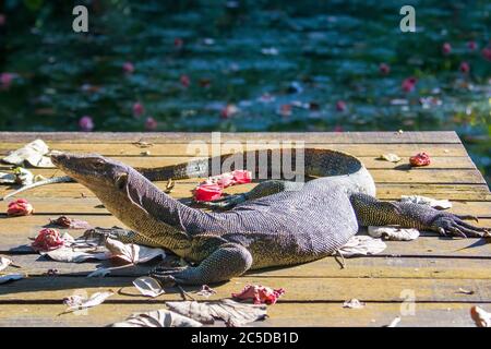 Un moniteur d'eau asiatique (Varanus salvator) fait un bain de soleil dans la réserve de Sungei Buloh Wetland à Singapour. Banque D'Images