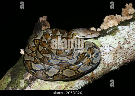 Serpent python réticulé juvénile (Malayopython reticulatus), Bornéo Banque D'Images