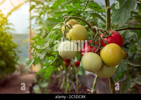 De belles tomates mûres rouges cultivées en serre. Un arrière-plan magnifique. Tomates mûres et mûres prêtes à cueillir en serre. Banque D'Images