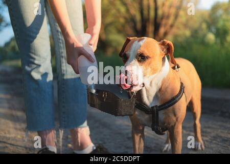 Maintenir un chien hydraté en été. Utilisation de la bouteille d'eau pour chien lors d'une promenade ou d'une randonnée, en prenant soin du concept d'animaux de compagnie Banque D'Images