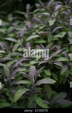 Gros plan de 'purpurascens' ('Purpurea'), un cultivar à feuilles violettes de sauge de jardin Salvia officinalis Banque D'Images