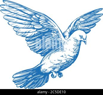 l'oiseau colombe est un symbole de paix et de pureté dessin à la main illustration vectorielle esquisse réaliste. Illustration de Vecteur