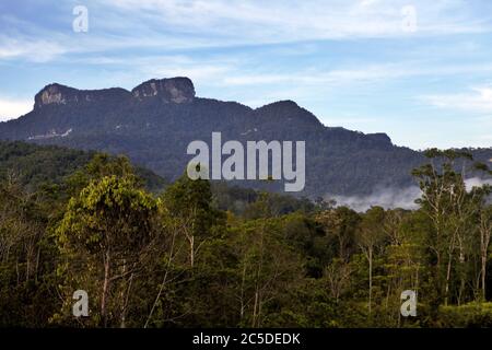 Champ agricole en arrière-plan de la forêt et de la colline d'Amayambit dans le village de Nanga Raun, Kalis, Kapuas Hulu, Kalimantan occidental, Indonésie. Banque D'Images