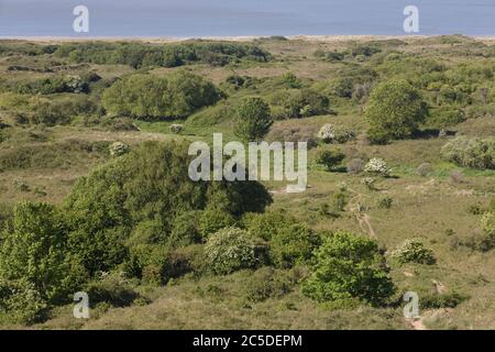 Croissance printanière dans la réserve naturelle nationale de Merryr par la section Newton de la côte d'hérantage de Glamourgan Banque D'Images