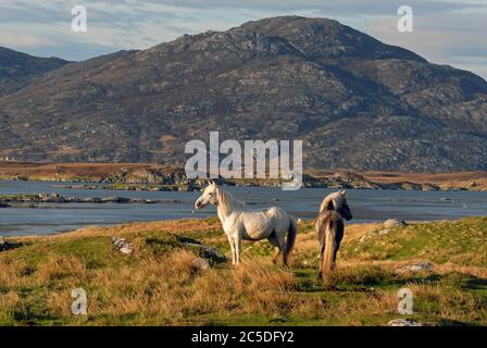 Poneys D'ERISKAY errant en liberté en admirant le paysage du LOCH BOISDALE, UIST DU SUD, HÉBRIDES EXTÉRIEURES, ÉCOSSE Banque D'Images