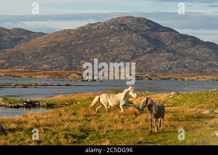 Poneys D'ERISKAY errant en liberté en admirant le paysage du LOCH BOISDALE, UIST DU SUD, HÉBRIDES EXTÉRIEURES, ÉCOSSE Banque D'Images