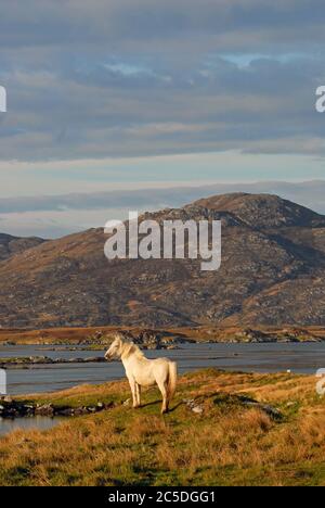 Un poney D'ERISKAY errant sauvage en admirant le paysage du LOCH BOISDALE, UIST SUD, HÉBRIDES EXTÉRIEURES, ÉCOSSE Banque D'Images