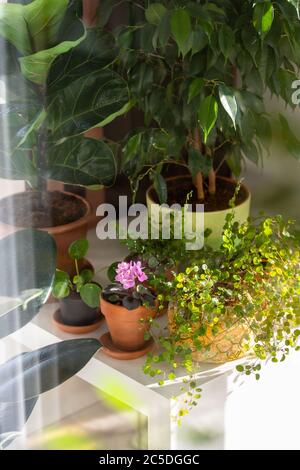Muehlenbeckia dans un jardinière décorative après mouillage à partir d'un pistolet arrosoir sur la table éclairée par la lumière du soleil, entouré de plantes d'intérieur - saintpa en fleur Banque D'Images