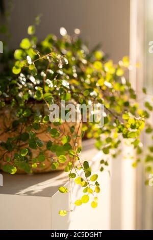 Plantez Muehlenbeckia dans un jardinière décorative après avoir été mouillés à l'aide d'un pistolet arrosoir sur la table éclairée par la lumière du soleil, entourée d'autres plantes d'intérieur. Banque D'Images
