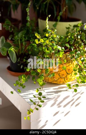 Plantez Muehlenbeckia dans un jardinière décorative après avoir été mouillés à l'aide d'un pistolet arrosoir sur la table éclairée par la lumière du soleil, entourée d'autres plantes d'intérieur. Banque D'Images