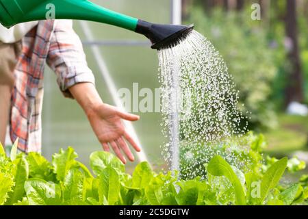 Femme arroser une jeune salade de l'arrosage peut dans le lit d'appoint, foyer sélectif. Jardin biologique de légumes. Herbes et verts en pleine croissance pour vous-même Banque D'Images