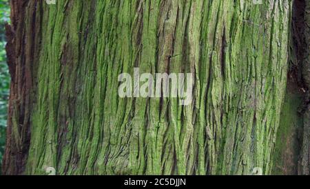 Magnifique arrière-plan de tronc d'arbre avec bois couvert de lichen vert croissance Banque D'Images