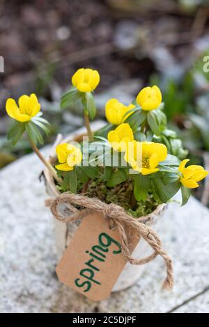 aconite d'hiver dans pot de plantes comme décoration de printemps Banque D'Images