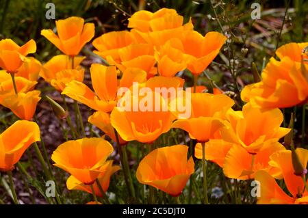 Orange/jaune Eschscholzia californica California/Golden Poppy cultivé aux frontières de RHS Garden Harlow Carr, Harrogate, Yorkshire, Angleterre, Royaume-Uni. Banque D'Images