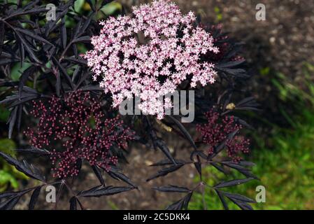 Sambucus nigra 'Black Lace' fleurs d'Elderberry cultivées dans les frontières à RHS Garden Harlow Carr, Harrogate, Yorkshire, Angleterre, Royaume-Uni. Banque D'Images