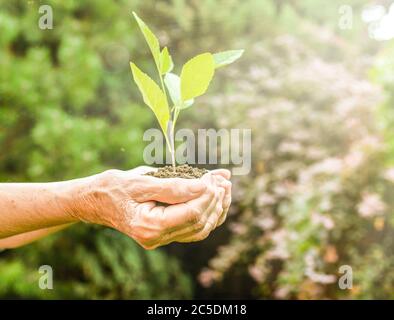 Vieilles mains ridées tenant une jeune plante verte et une poignée terreuse à la lumière du soleil, fond vert flou. Les mains de femmes âgées plantent le semis Banque D'Images