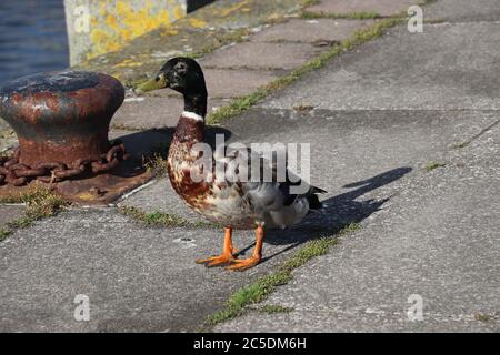 canard sur la station d'accueil face à l'appareil photo Banque D'Images