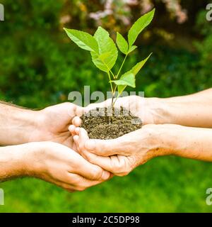 Jeunes et seniors tenant une plante verte. Une femme âgée aux mains froissées donne une plante verte à un jeune homme en plein soleil, sur fond vert flou Banque D'Images